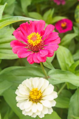 Zinnia elegans alanı