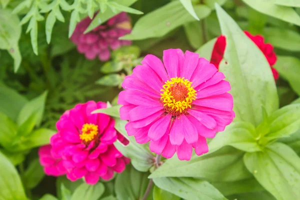 Zinnia elegans in field — Stock Photo, Image