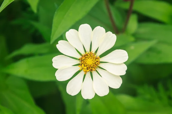 Zinnia elegans in campo — Foto Stock