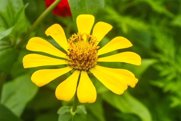 Zinnia elegans alanı — Stok fotoğraf