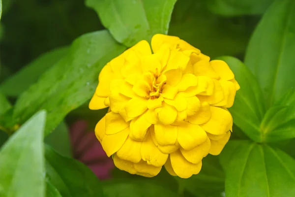 Zinnia elegans im Feld — Stockfoto