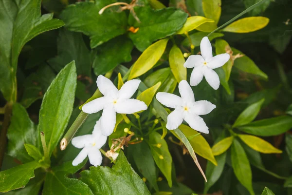 White Sampaguita Jasmine or Arabian Jasmine — Stock Photo, Image