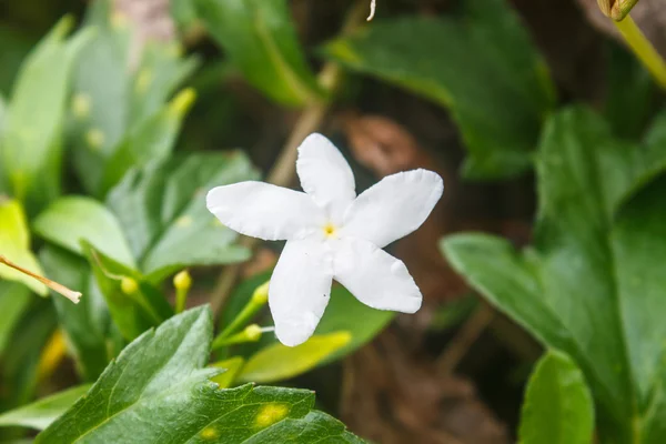 Sampaguita branca Jasmim ou Jasmim árabe — Fotografia de Stock