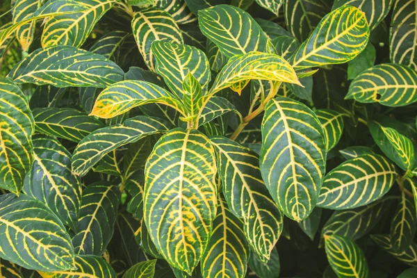 Daun hijau indah latar belakang di taman — Stok Foto