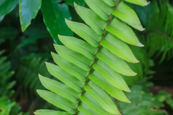 Текстура листьев папоротника — стоковое фото