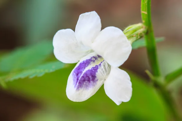 Beautiful wild flower in forest — Stock Photo, Image