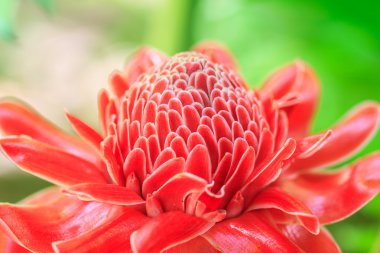 Etlingera Elatior veya Red Torch Ginger