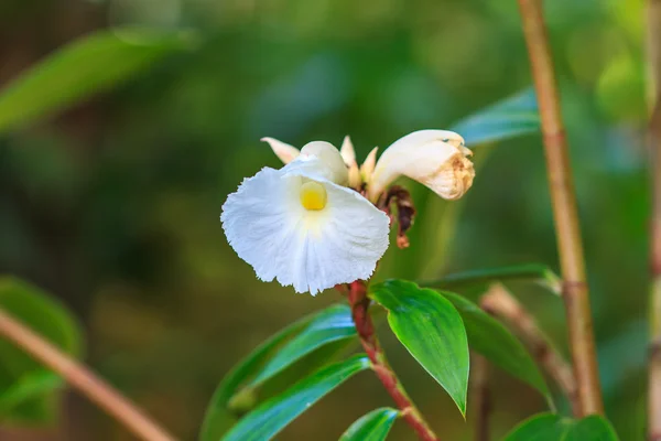 Costus speciosus в саду — стоковое фото