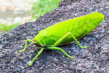 Çekirge makro taş '