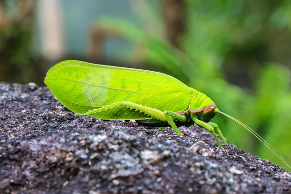 Grasshopper macro on stone — Stock Photo, Image