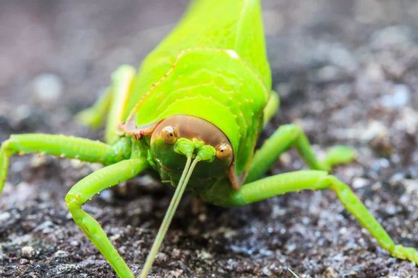 Grasshopper macro on stone — Stock Photo, Image