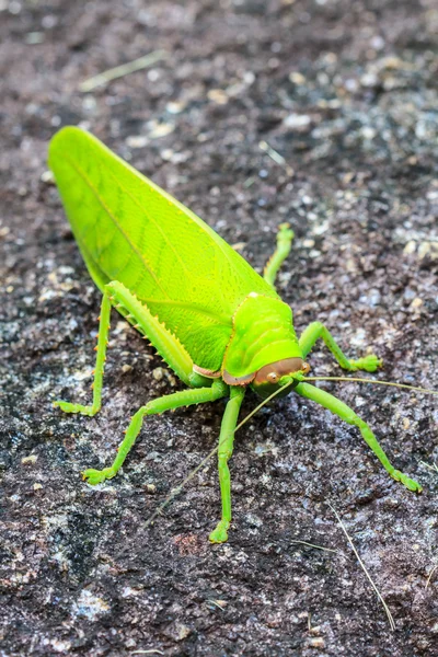 Macro gafanhoto em pedra — Fotografia de Stock