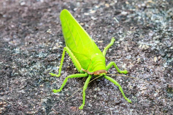 Sprinkhaan macro op steen — Stockfoto