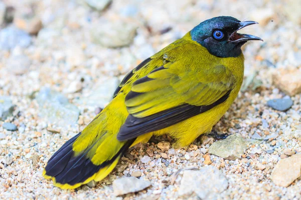 Black-headed Bulbul, Pycnonotus atriceps — Stock Photo, Image