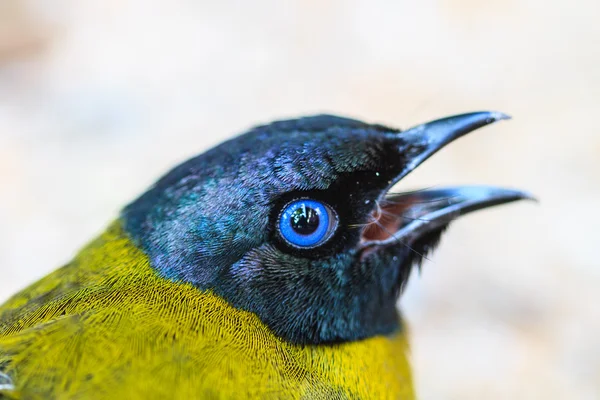 Bulbul de cabeça preta, Pycnonotus atriceps — Fotografia de Stock