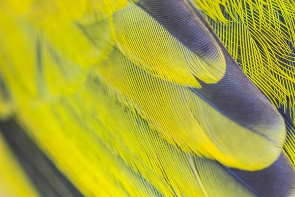 Feather of Black-headed Bulbu — Stock Photo, Image