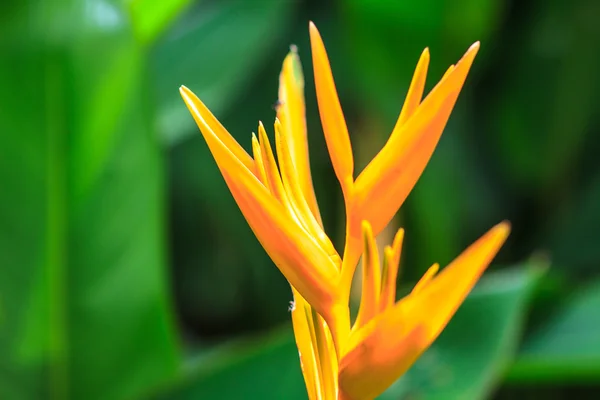 Bird of Paradise flower — Stock Photo, Image