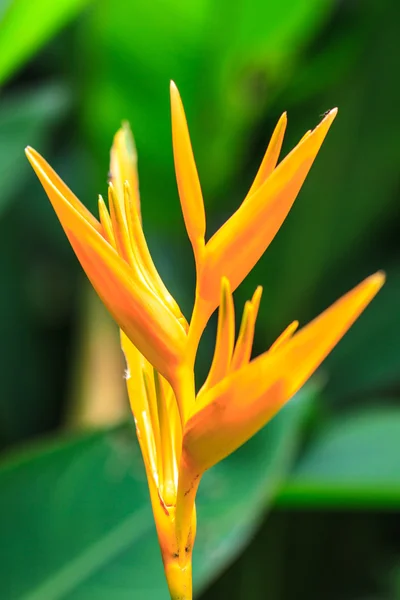 Bird of Paradise flower — Stock Photo, Image