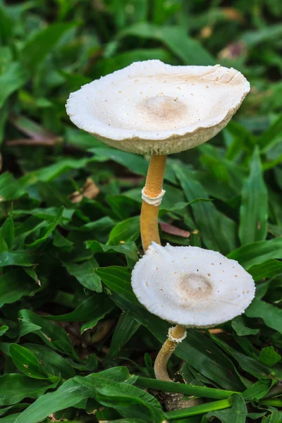 Fermer champignon dans la forêt profonde — Photo