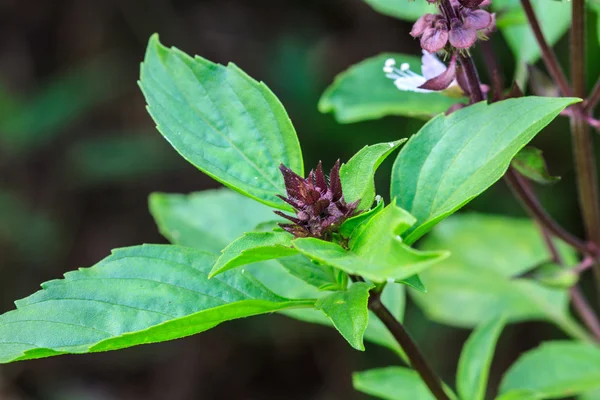 Fresh basil and blossom — Stock Photo, Image