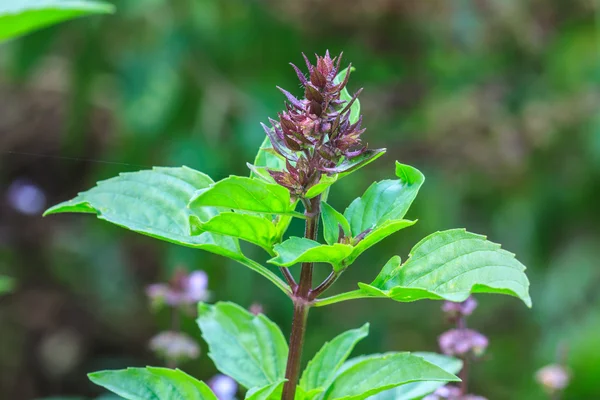 Verse basilicum en bloesem — Stockfoto