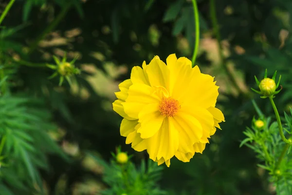 Campo de flores de calêndula — Fotografia de Stock