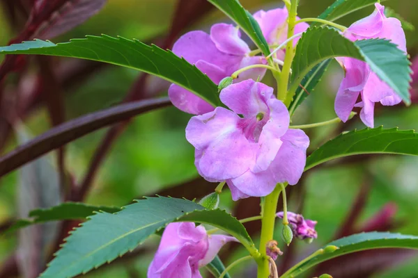 Impatiens glandulifera plant — Stock Photo, Image