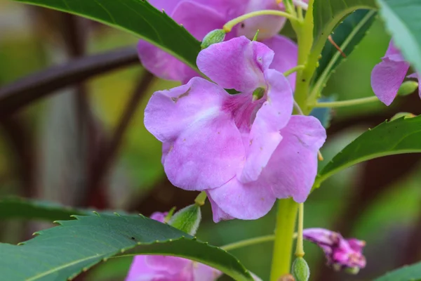 Impatiens glandulifera növény — Stock Fotó