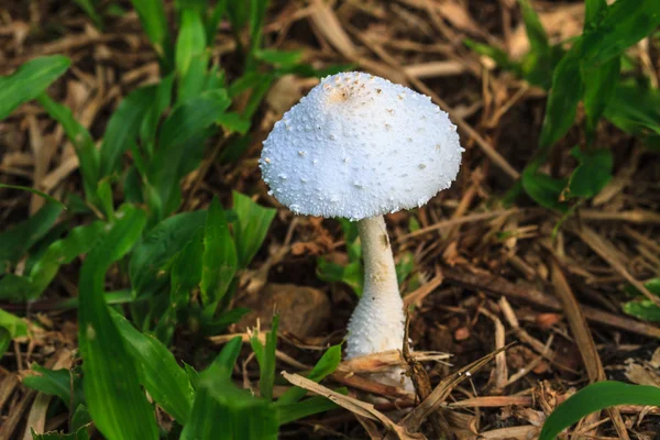 Fermer champignon dans la forêt profonde — Photo