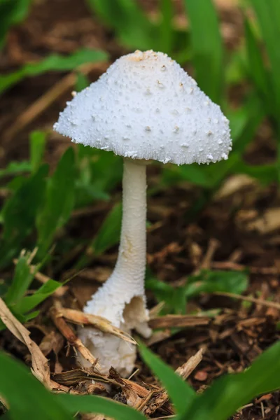 Bliska grzybów w lesie — Zdjęcie stockowe