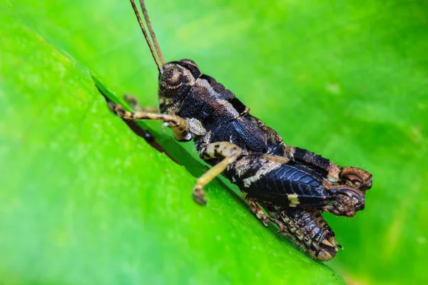 Sprinkhaan zitstokken op een blad — Stockfoto