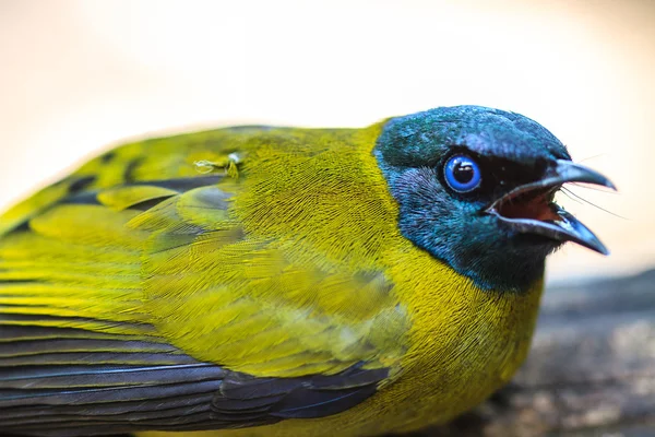 Bilbil czarnogłowy, Pycnonotus atriceps — Zdjęcie stockowe