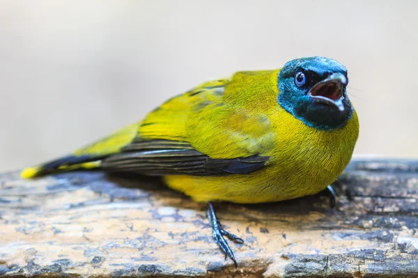 Озерній Бюльбюль, Pycnonotus atriceps — стокове фото