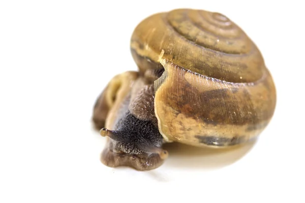 Escargot de jardin sur fond blanc — Photo