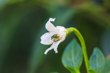 white chili flower in the garden  clipart