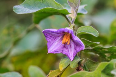 Patlıcan doğada çiçek açan çiçekler