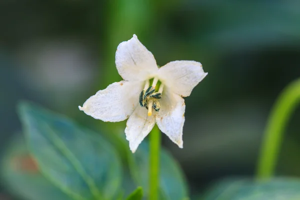 庭で白い唐辛子の花 — ストック写真