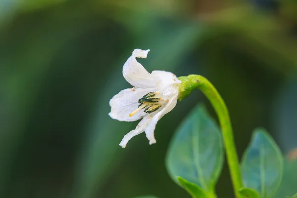 花园里的白色辣椒花 — 图库照片