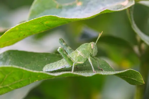 Sprinkhaan zitstokken op een blad — Stockfoto