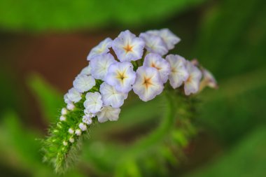 Heliotropium indicum çiçek