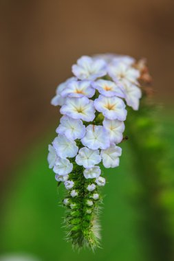 Heliotropium indicum çiçek