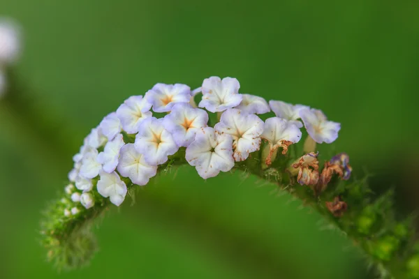 Heliotropium indicum flor — Foto de Stock