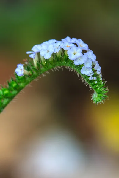 Heliotropium indicum flor — Foto de Stock
