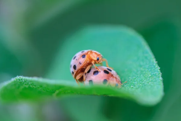 Ladybird na zeleném listu — Stock fotografie