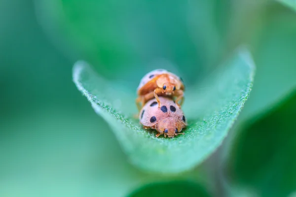 Ladybird na zeleném listu — Stock fotografie