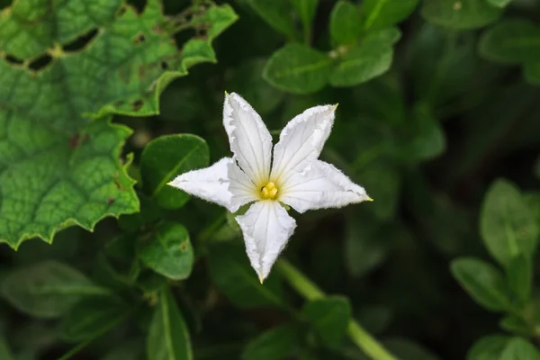 Hermosa flor silvestre en el bosque — Foto de Stock