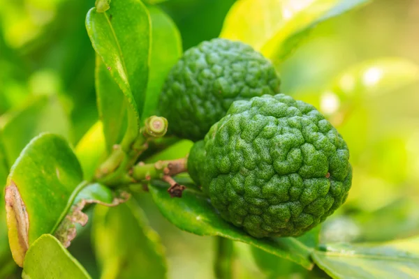 Bergamot on Tree — Stock Photo, Image