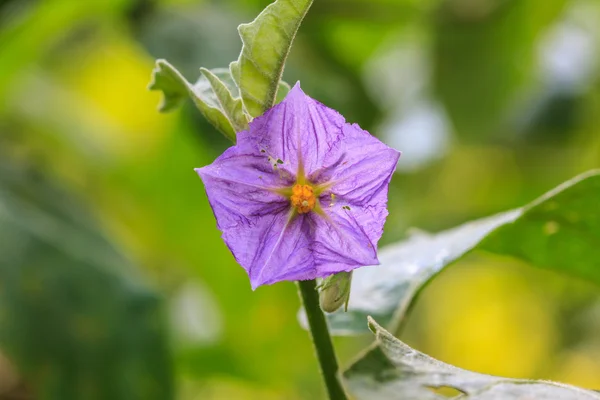 Eggplant flowers blooming in nature — Stock Photo, Image