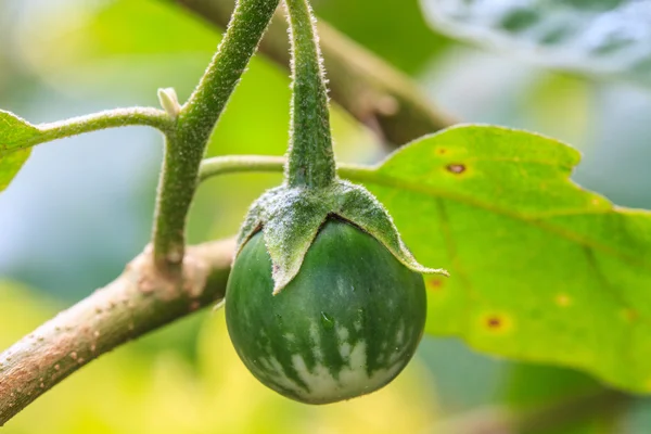 Eggplant on tree in garden — Stock Photo, Image