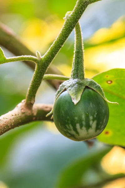 Aubergine på träd i trädgården — Stockfoto